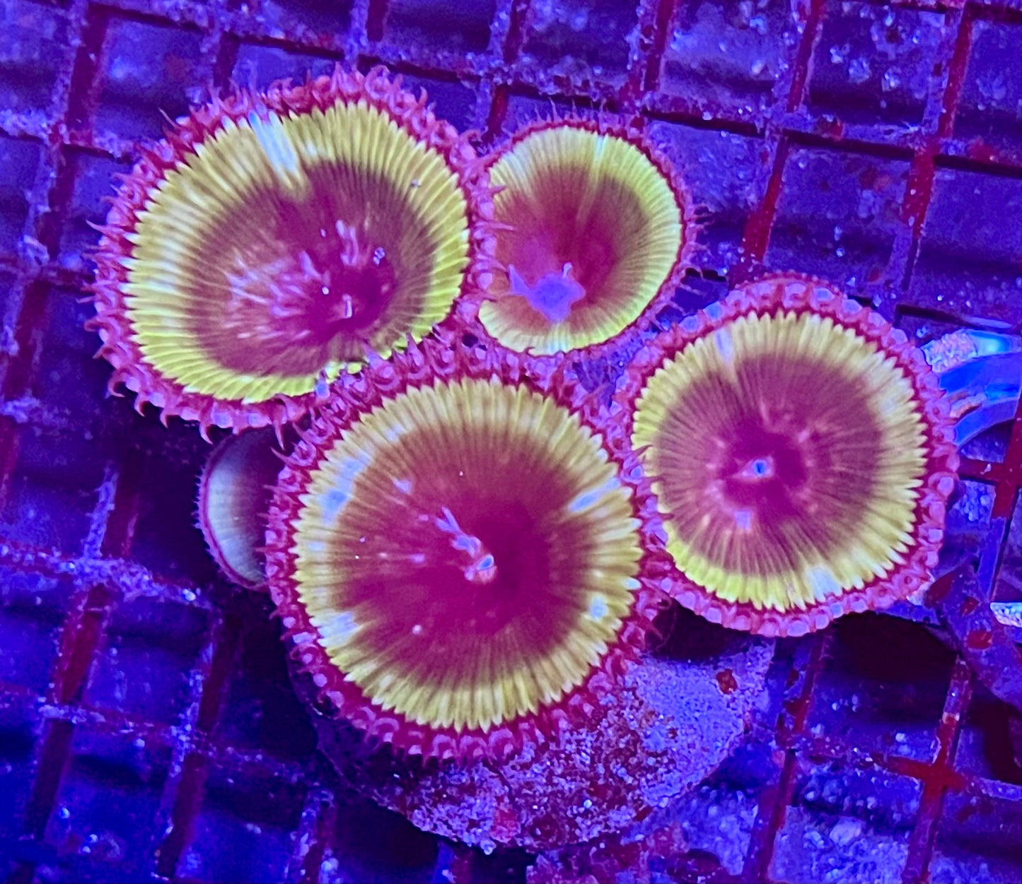 Extra Large Super Ultra Zoanthid Coral Colony