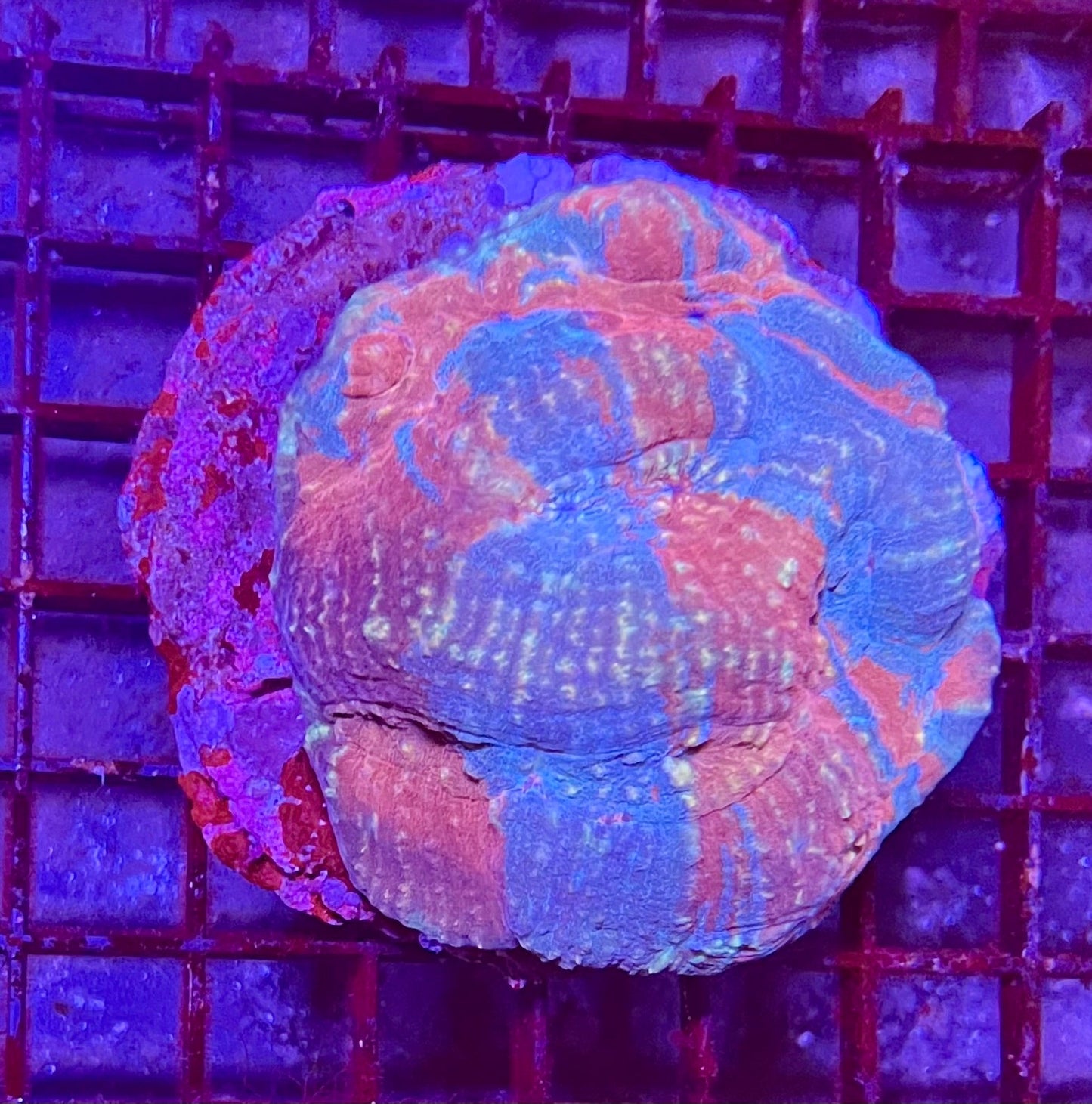 Large Super Ultra Austromussa Coral