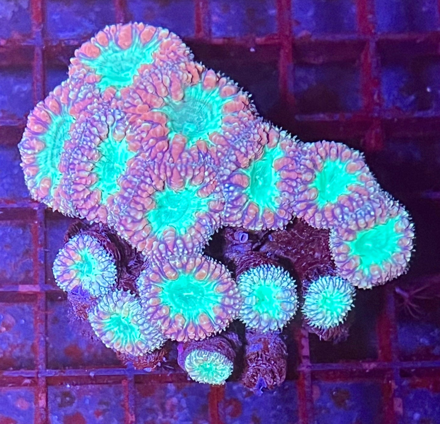 Large Ultra Blastomussa Coral