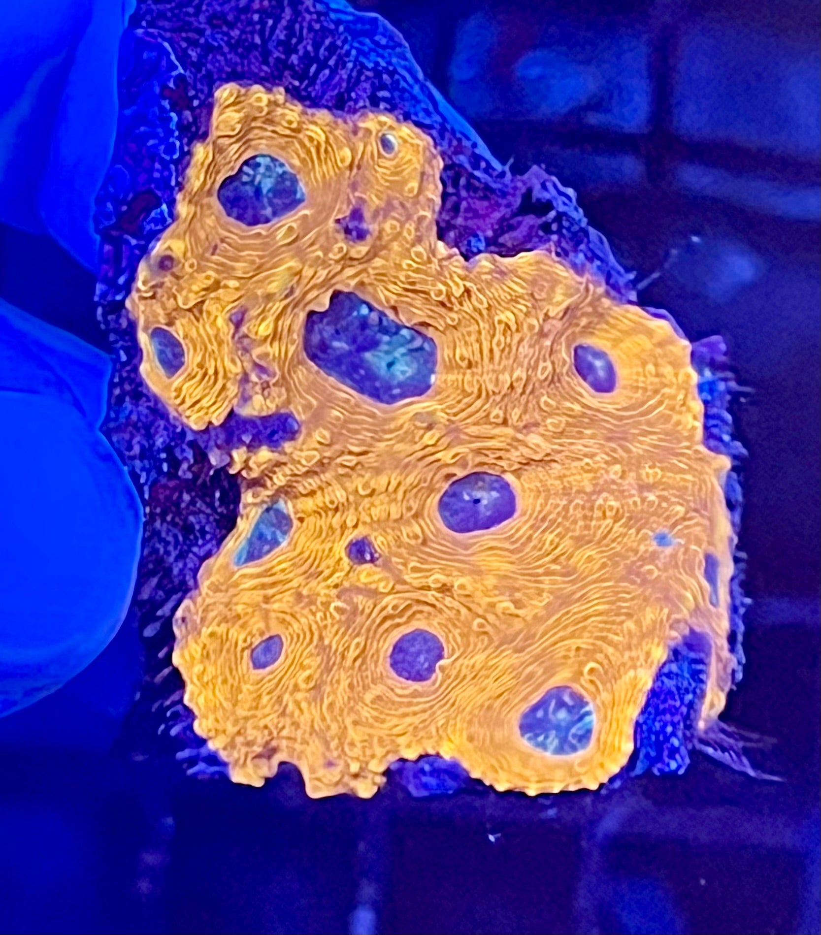 Ultra Acan Echinata Coral