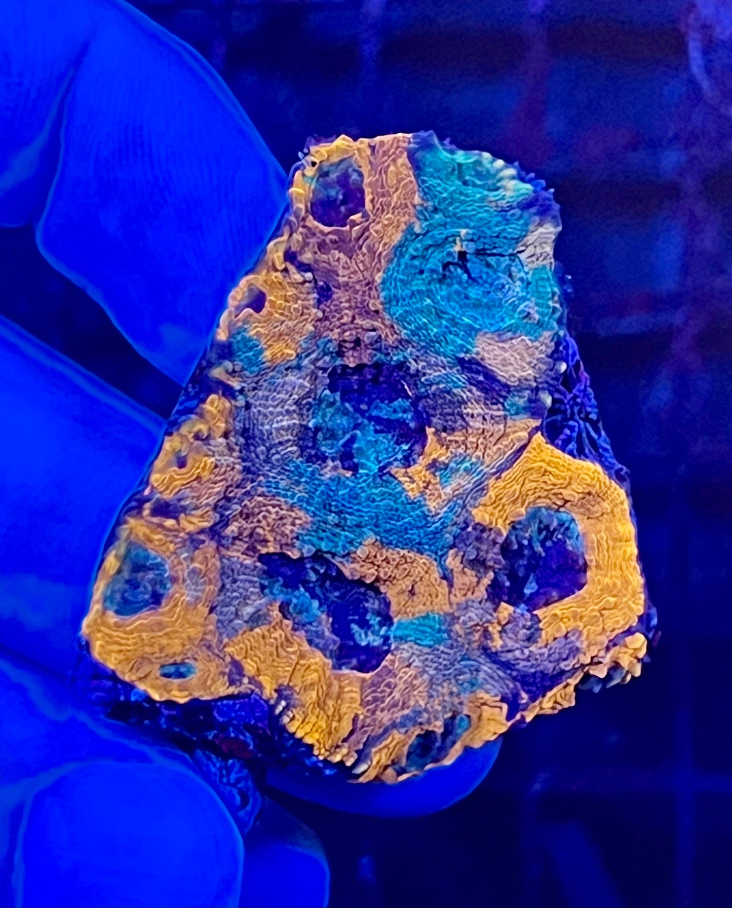 Ultra Acan Echinata Coral
