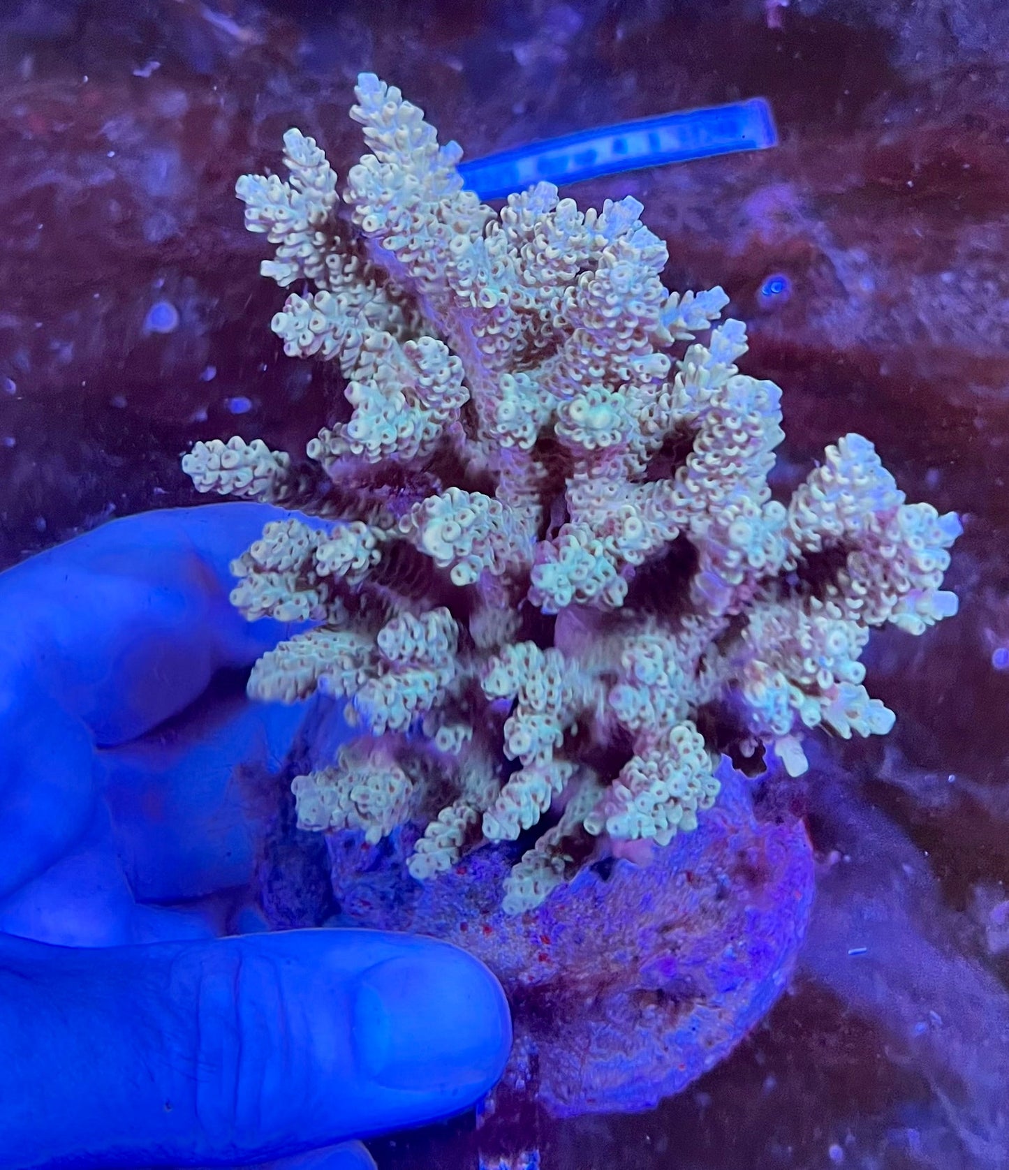 Large Ultra Acropora Coral