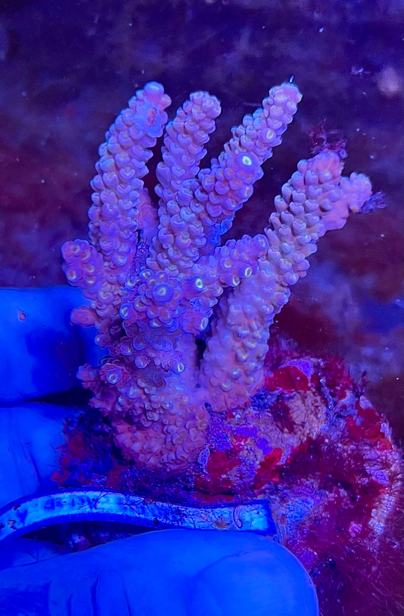 Large Ultra Acropora Coral
