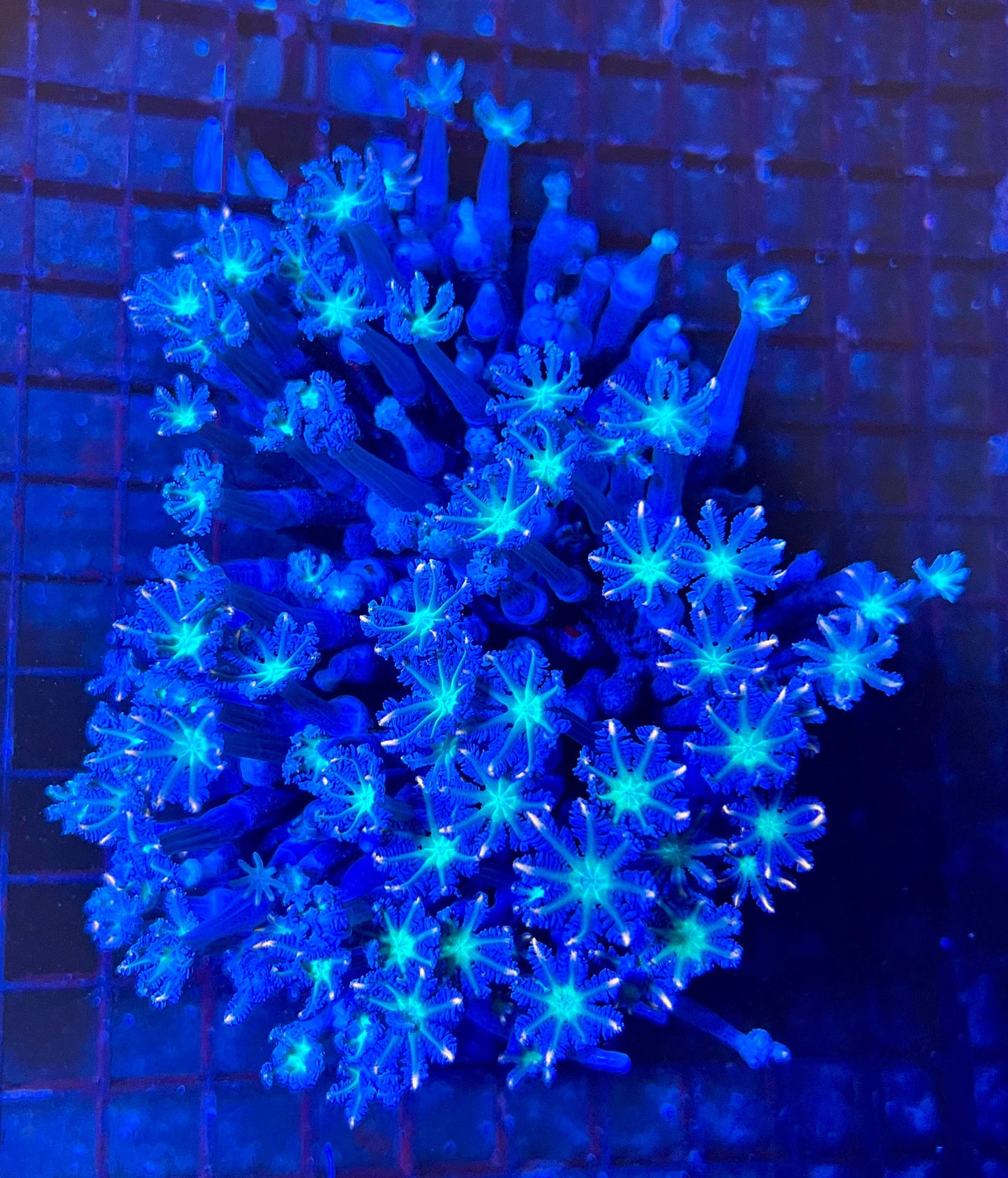 Extra Large Ultra Clove Polyps