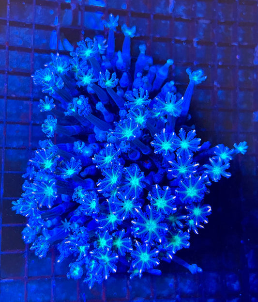Extra Large Ultra Clove Polyps
