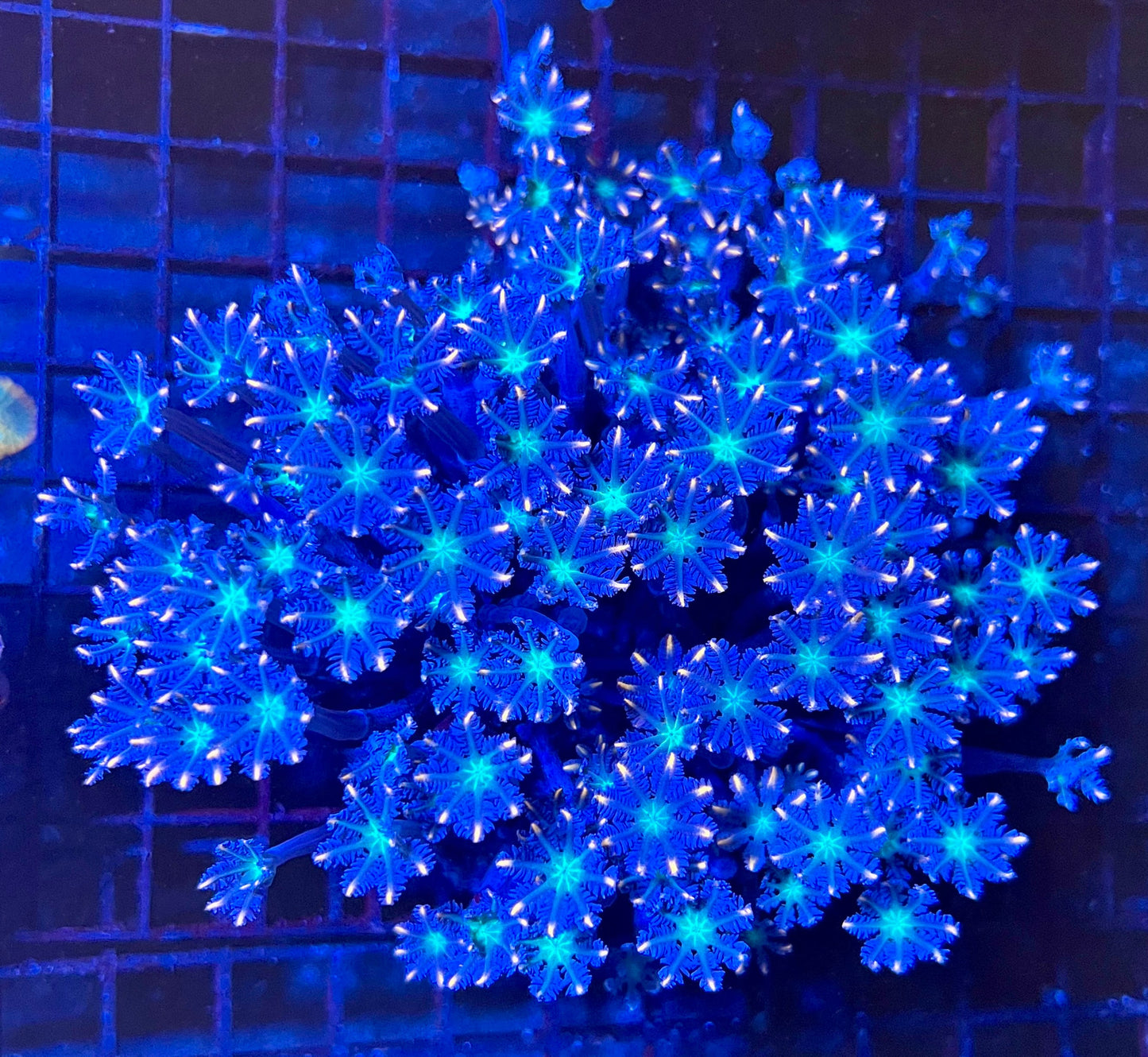 Extra Large Ultra Clove Polyps