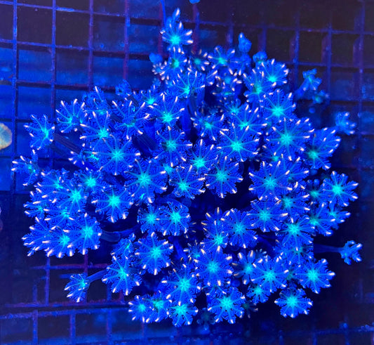 Extra Large Ultra Clove Polyps