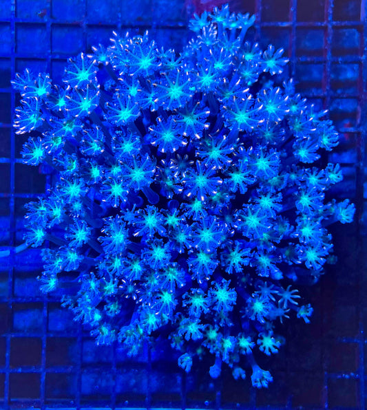 Extra Large Ultra Clove Polyps