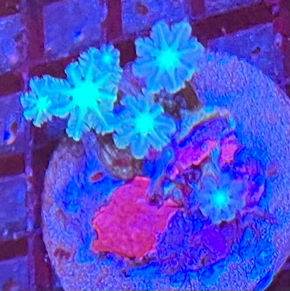 Assorted Coral Frags
