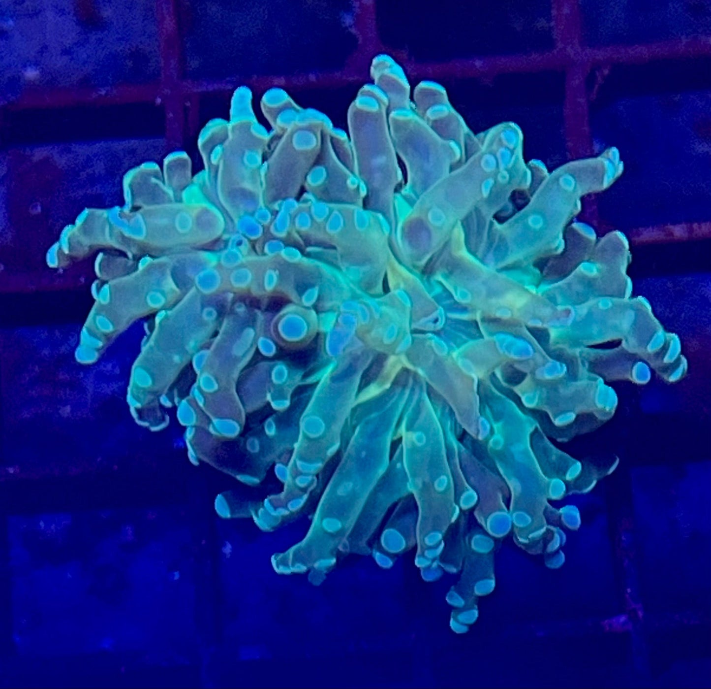 Super Ultra Frogspawn Coral