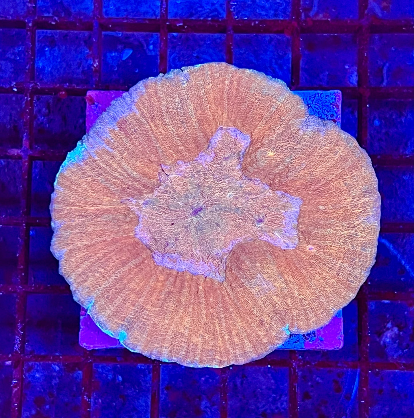Large Super Ultra Lobophyllia Coral