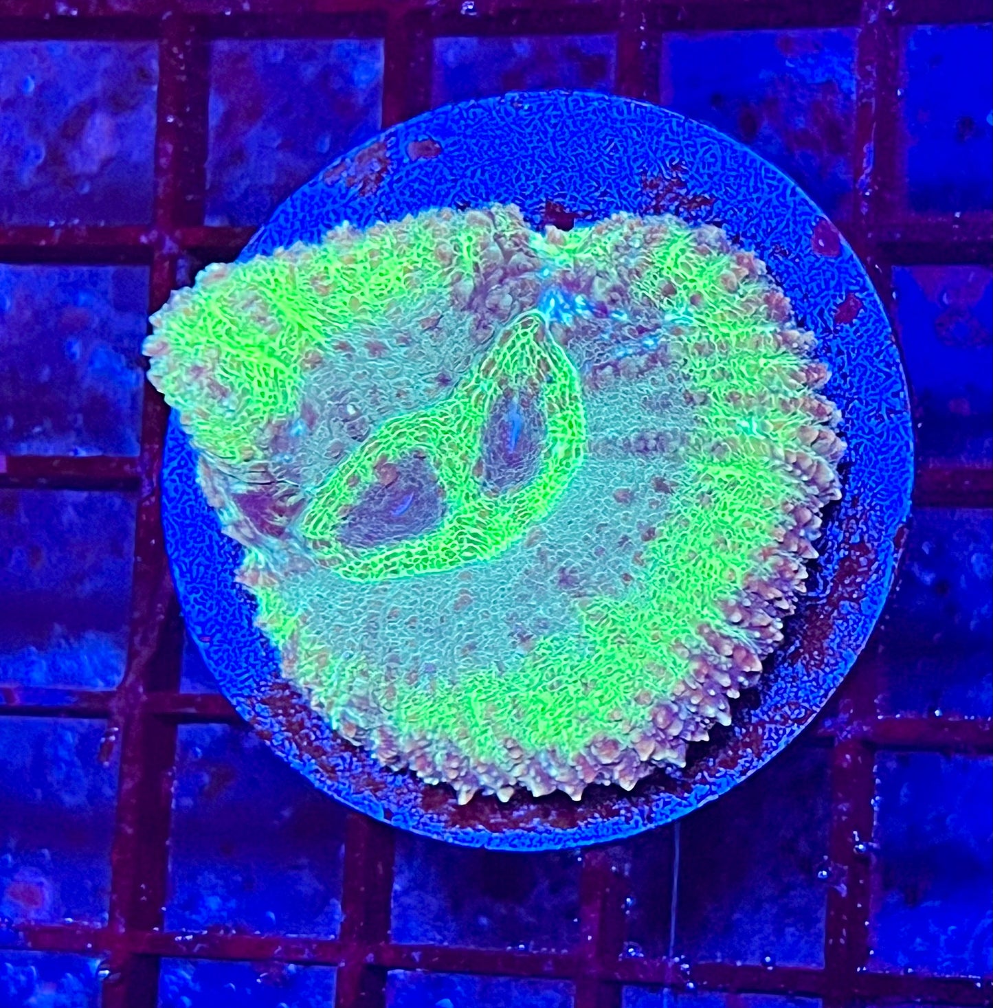 Large Super Ultra Lobophyllia Coral