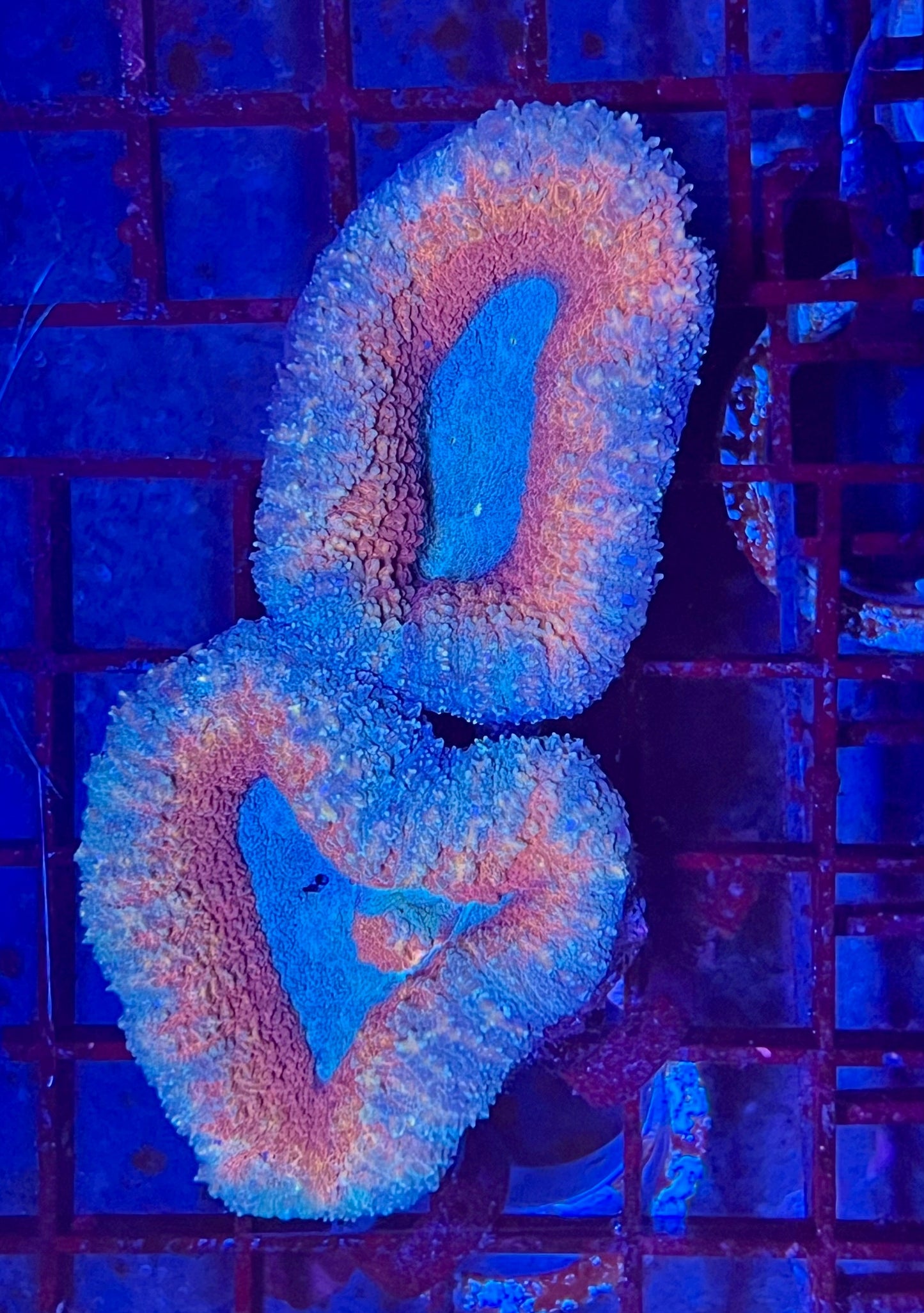 Large Super Ultra Lobophyllia Coral