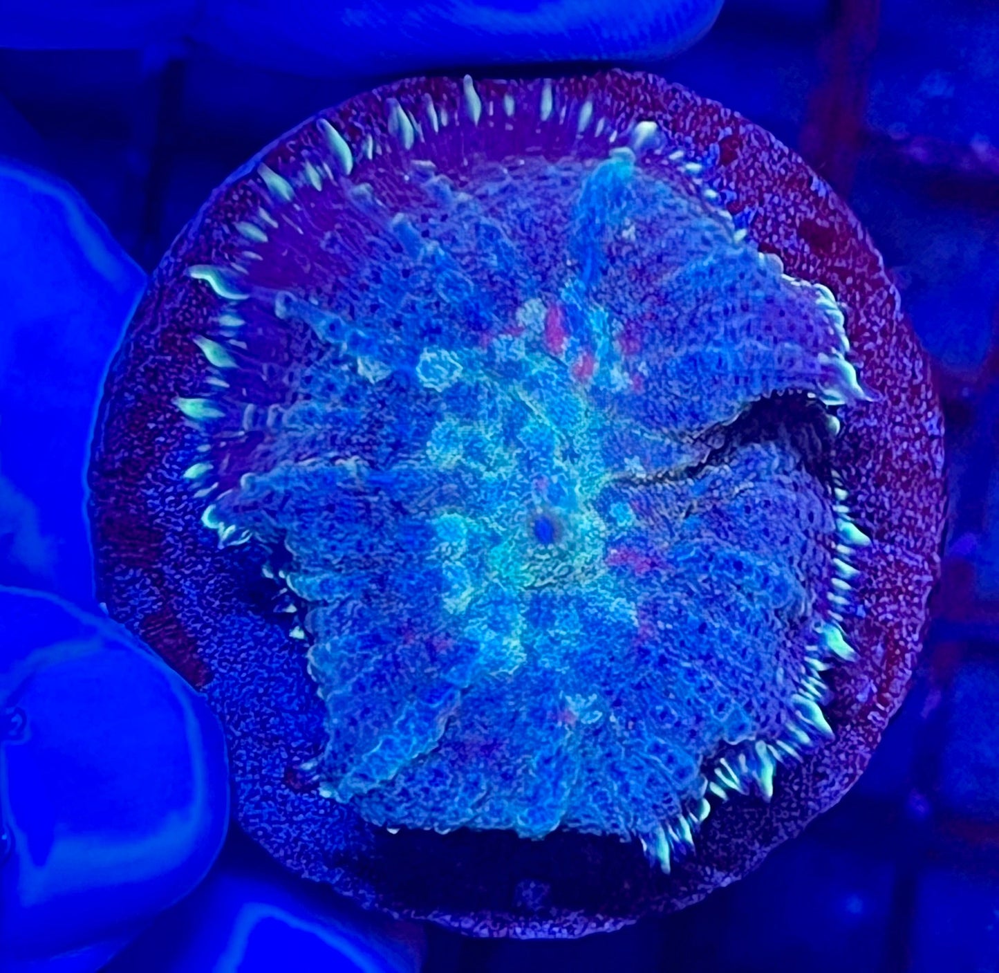 Rare Rhodactis Mushroom Coral