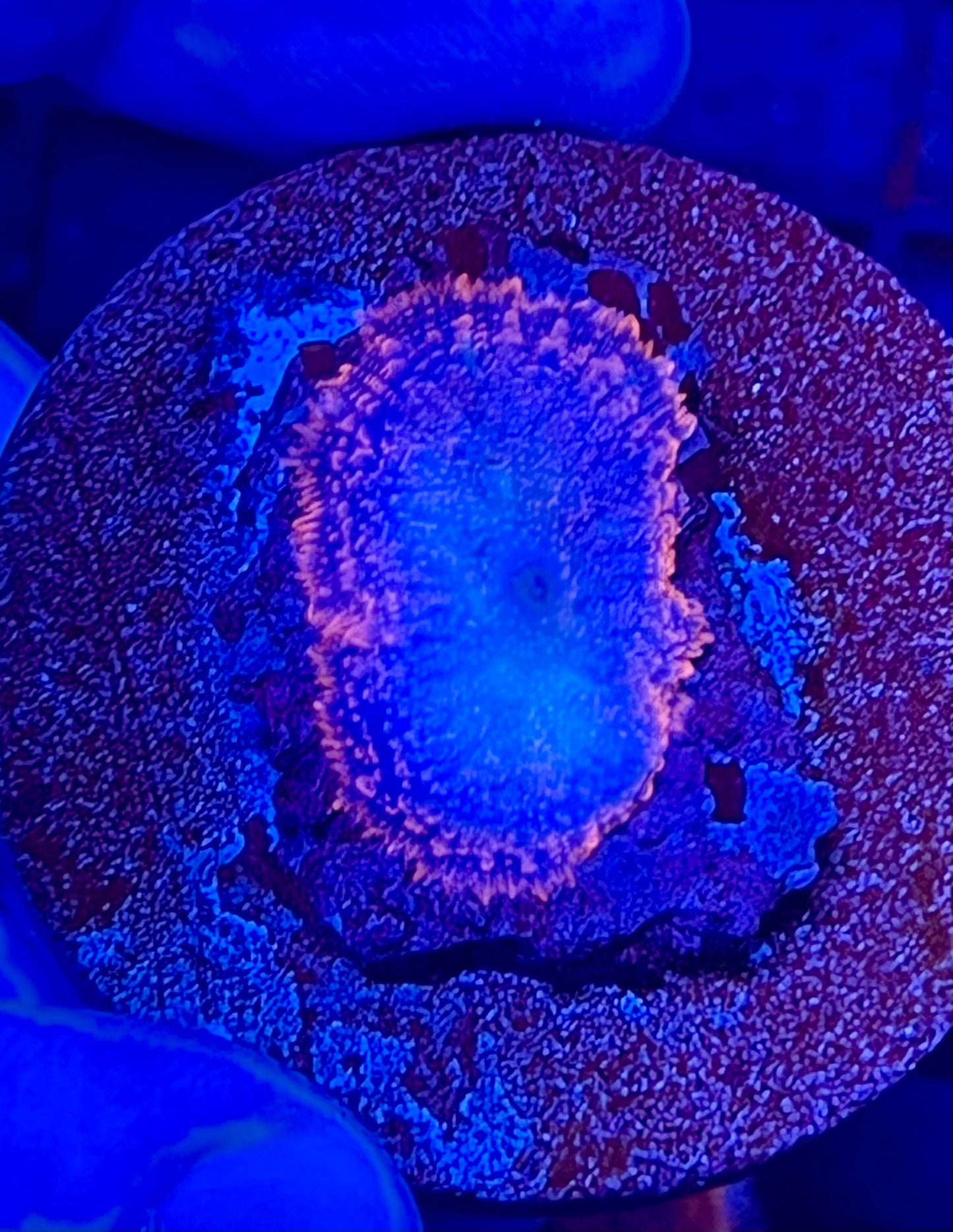 Rare Rhodactis Mushroom Coral
