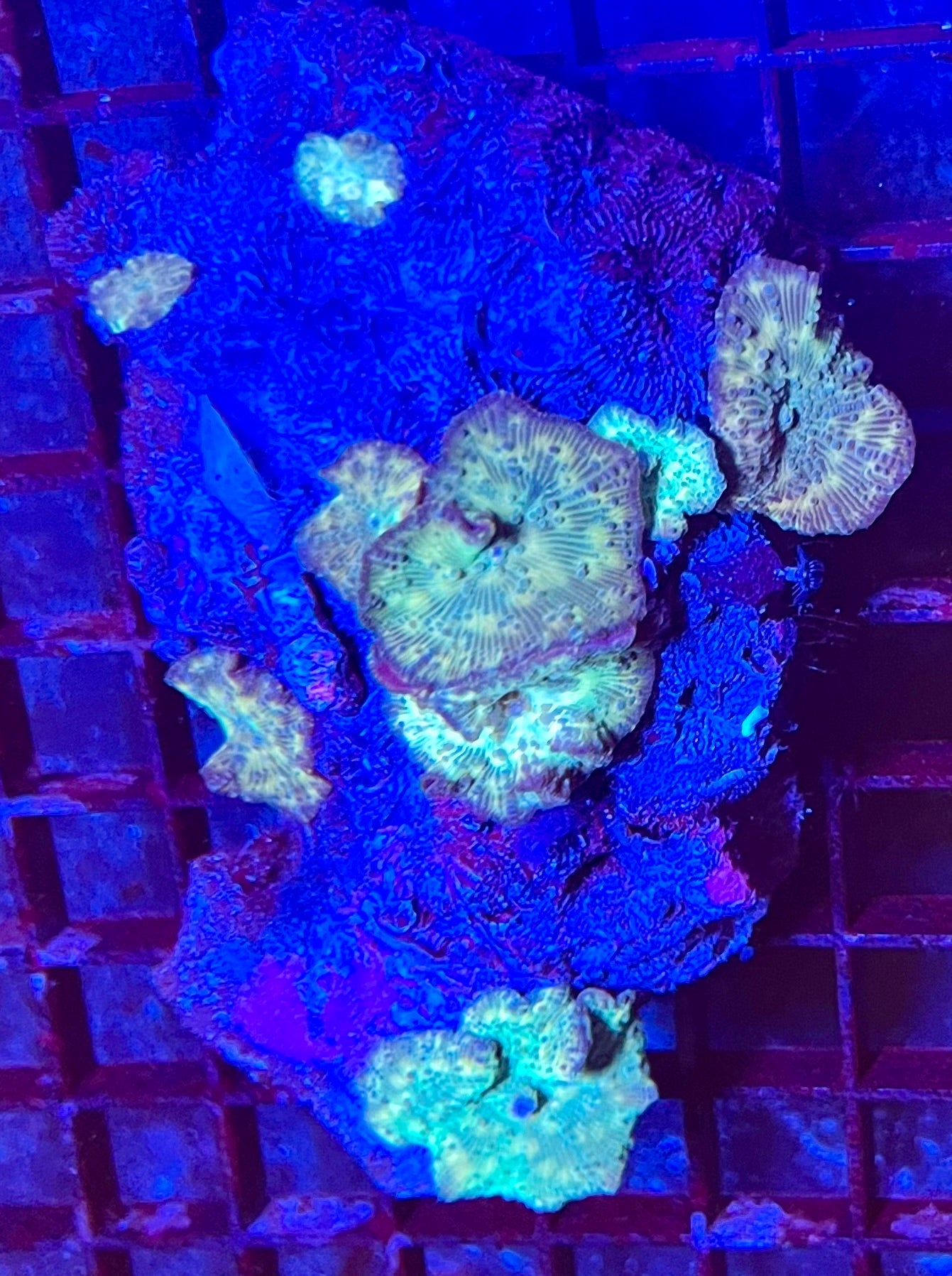 Rare Discosoma Mushroom Coral