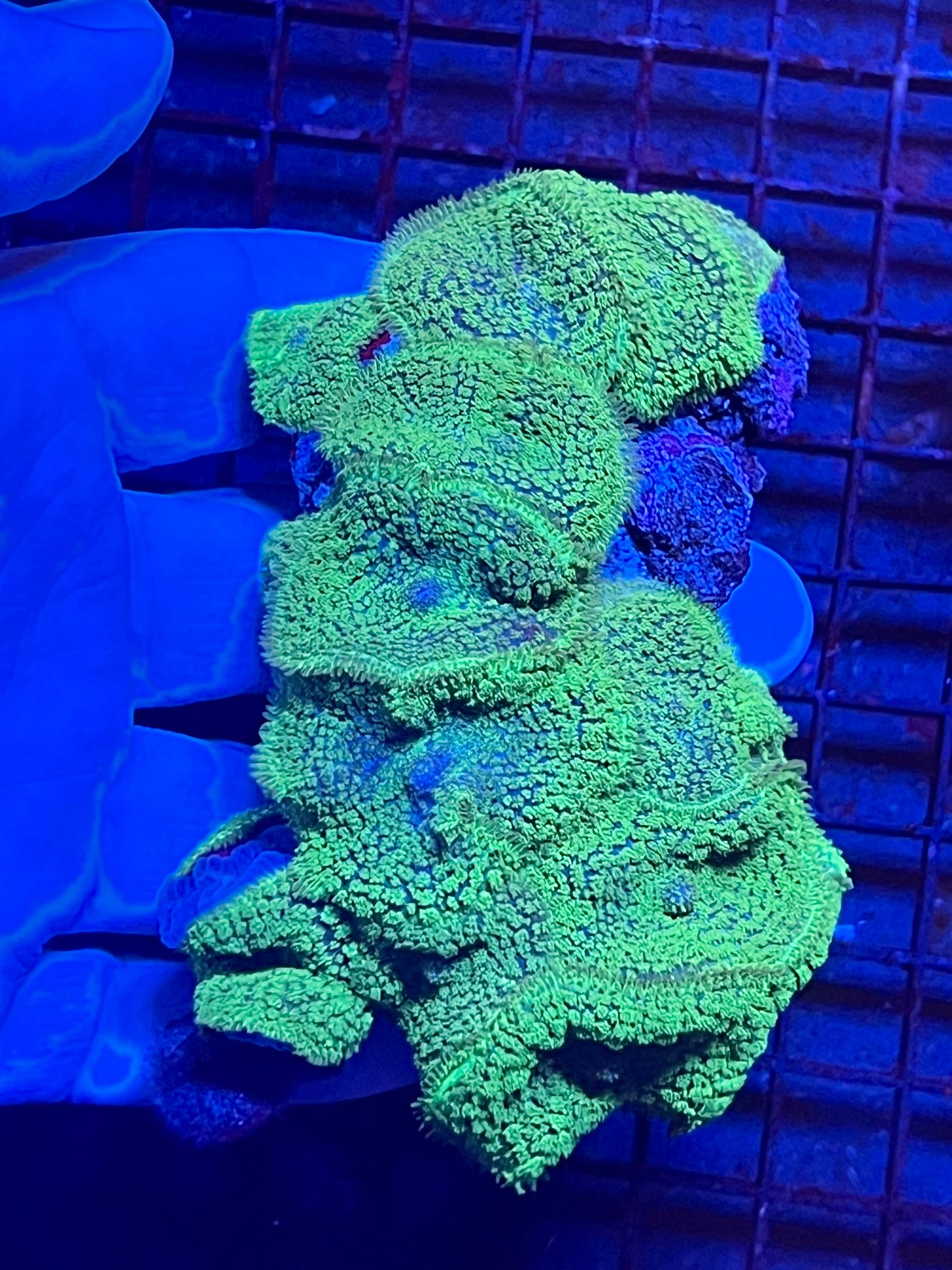 Extra Large Rare Rhodactis Mushroom Coral