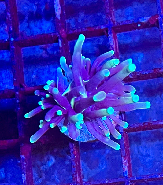 Gaslight Torch Coral