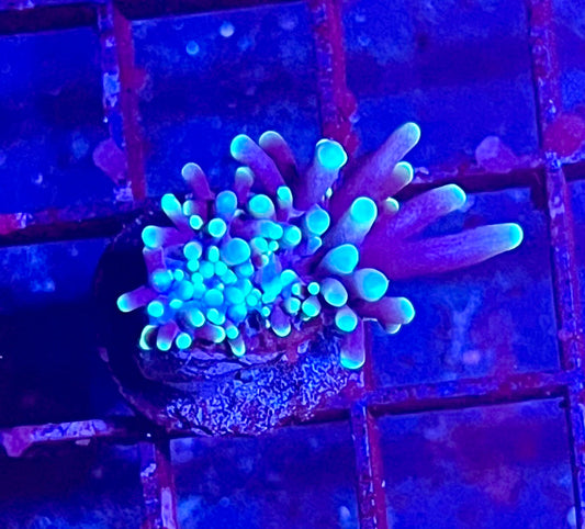 Gaslight Torch Coral