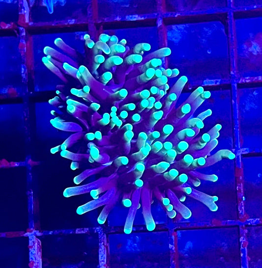 Gaslight Torch Coral