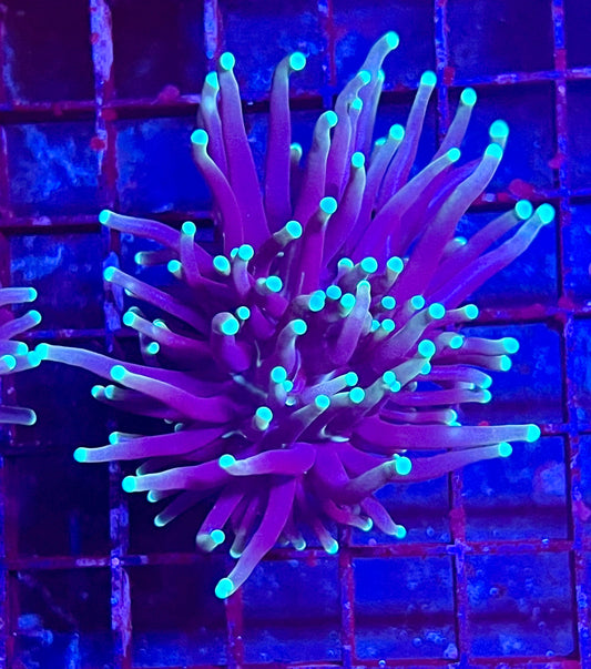 Gaslight Torch Coral