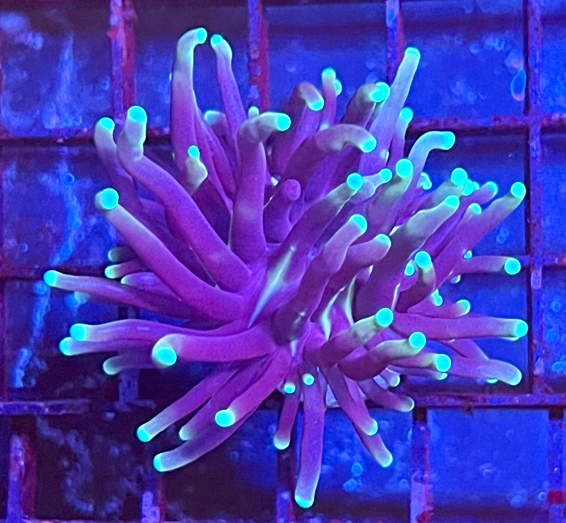 Gaslight Torch Coral