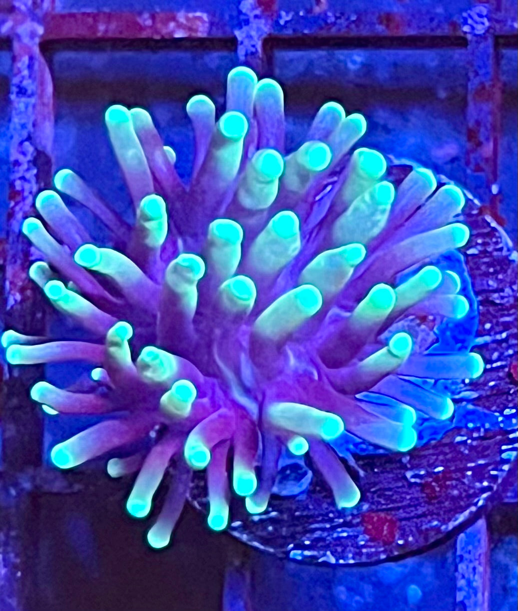 Gaslight Torch Coral