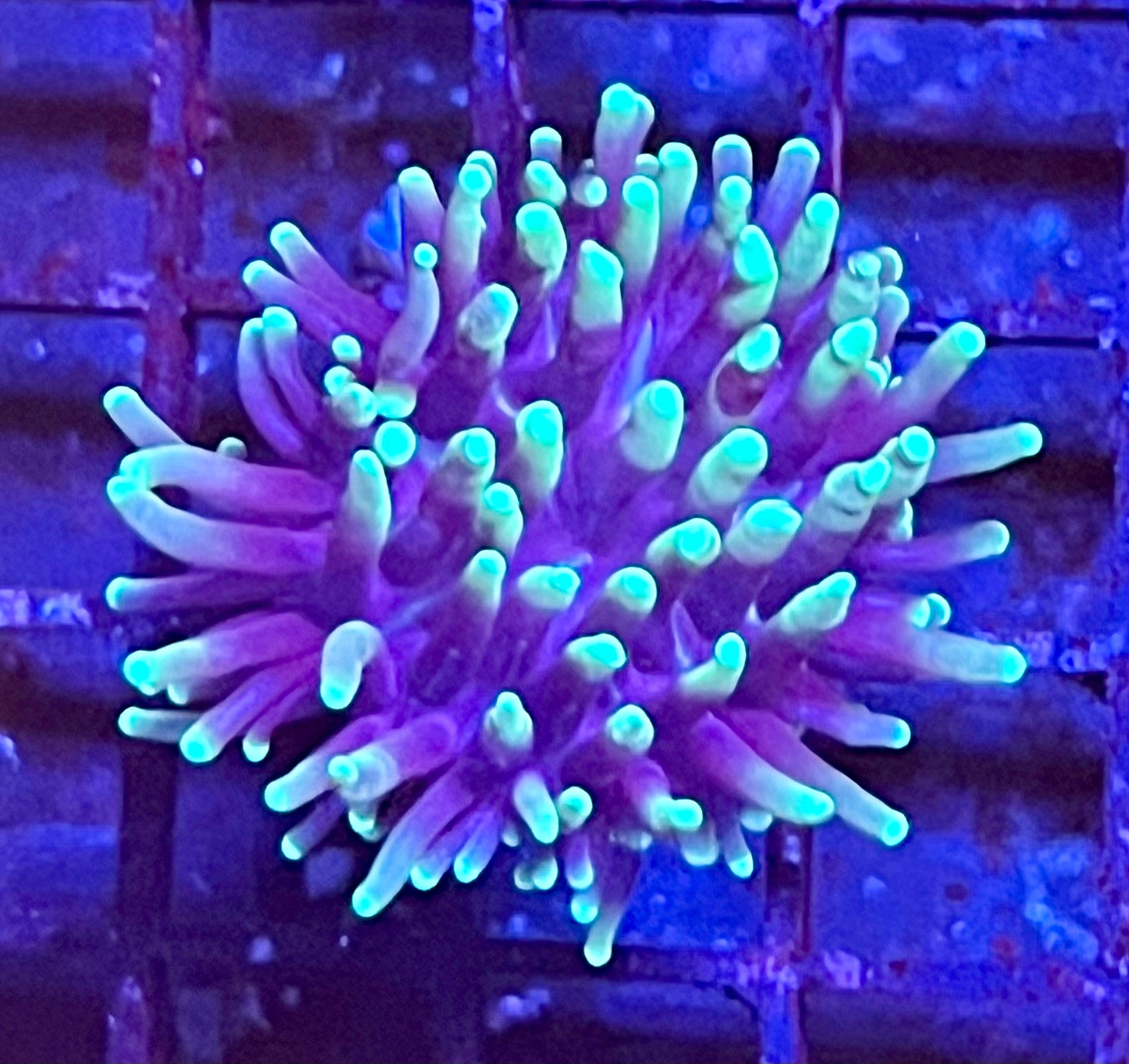 Gaslight Torch Coral