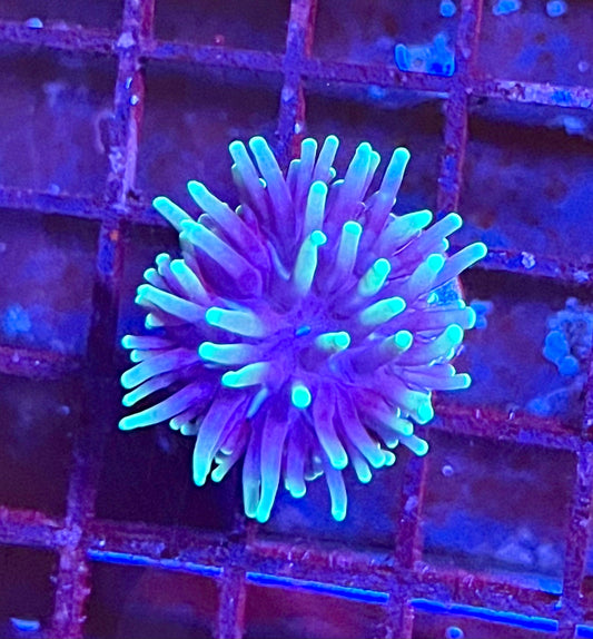 Gaslight Torch Coral