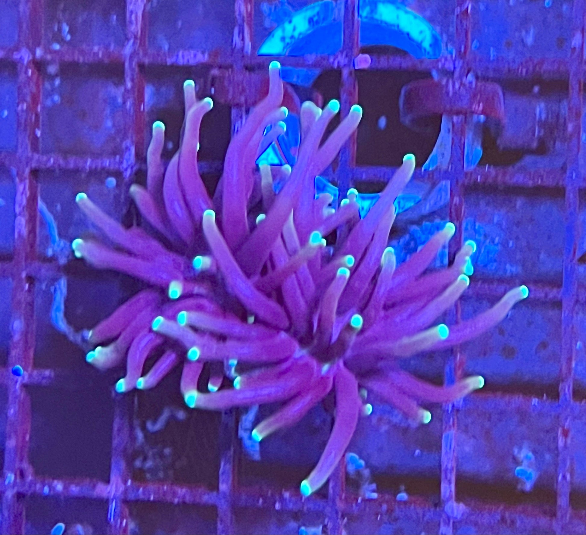Gaslight Torch Coral