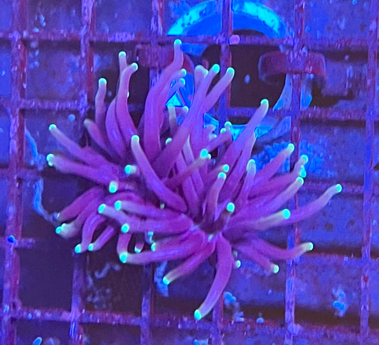Gaslight Torch Coral