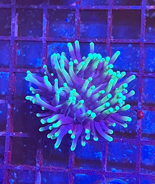 Gaslight Torch Coral