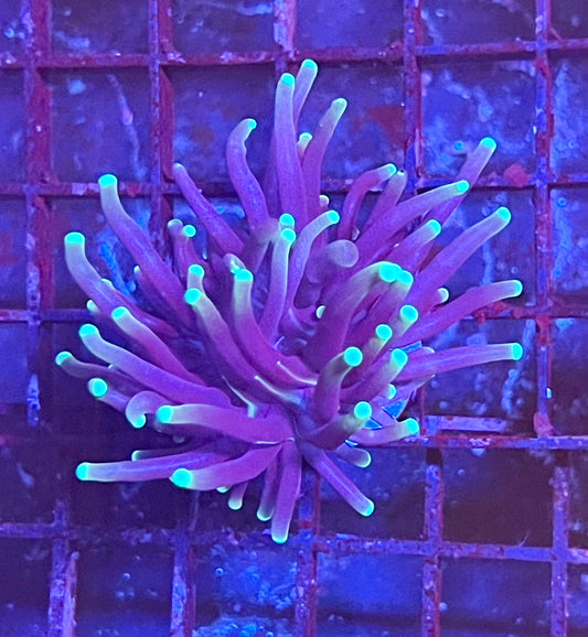 Gaslight Torch Coral
