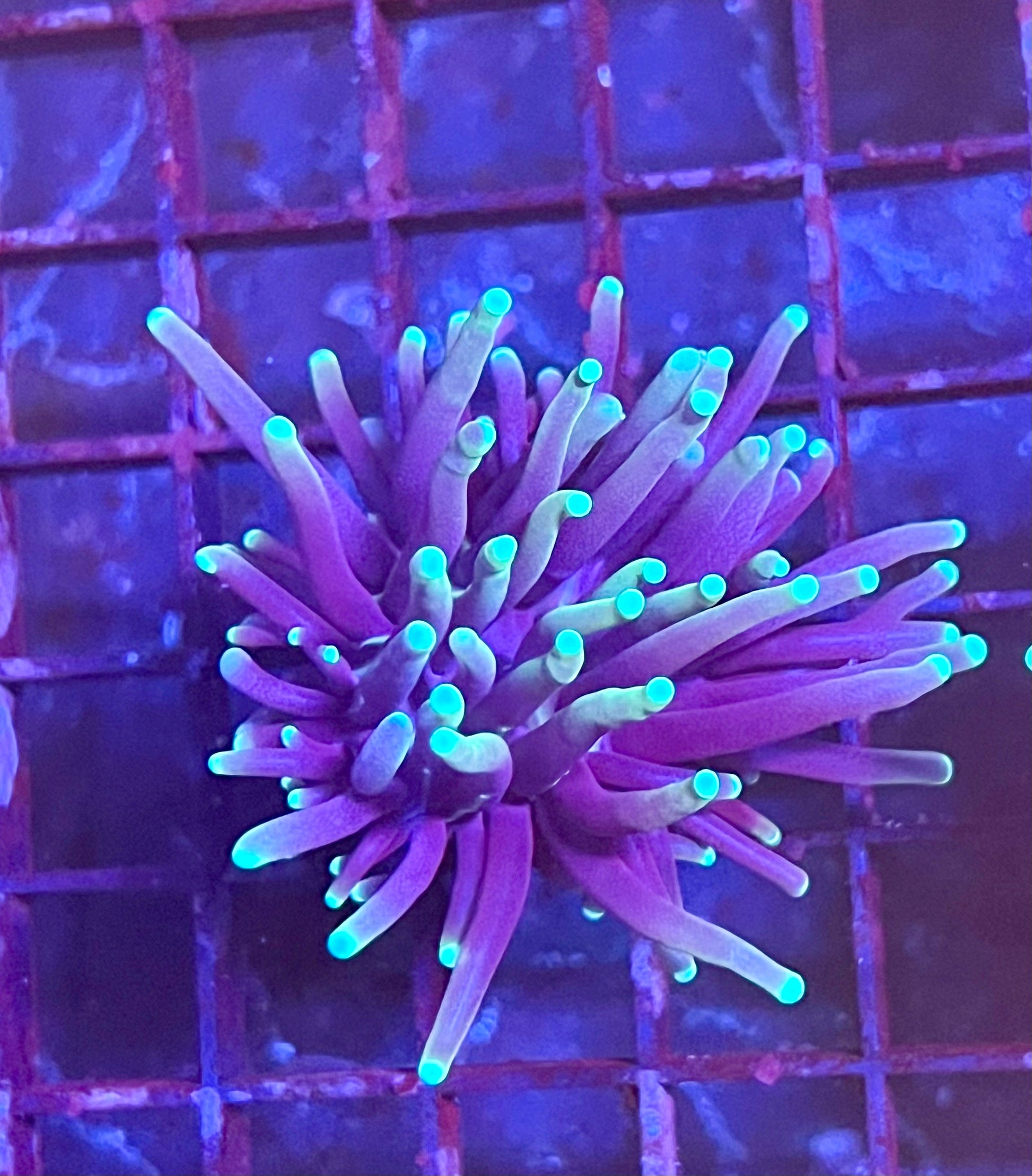 Gaslight Torch Coral