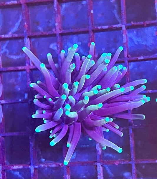 Gaslight Torch Coral