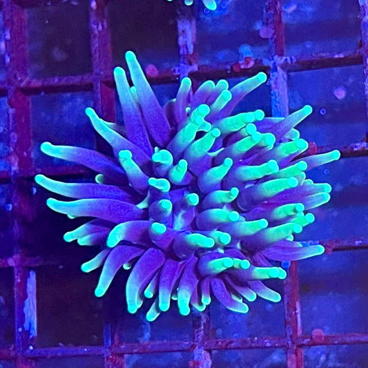 Gaslight Torch Coral