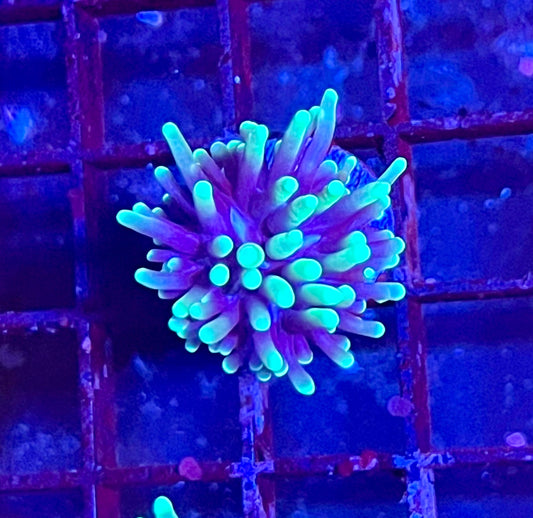 Gaslight Torch Coral