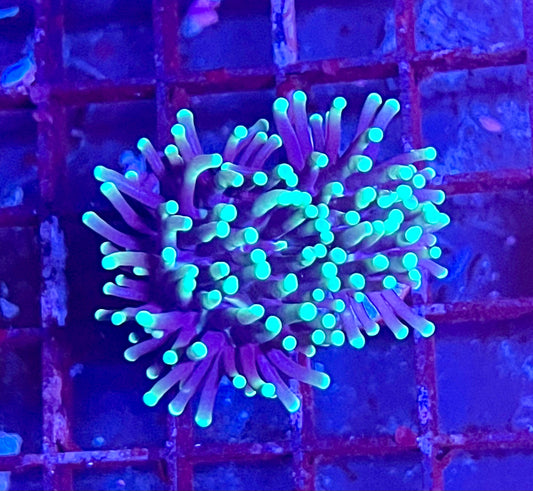 Gaslight Torch Coral