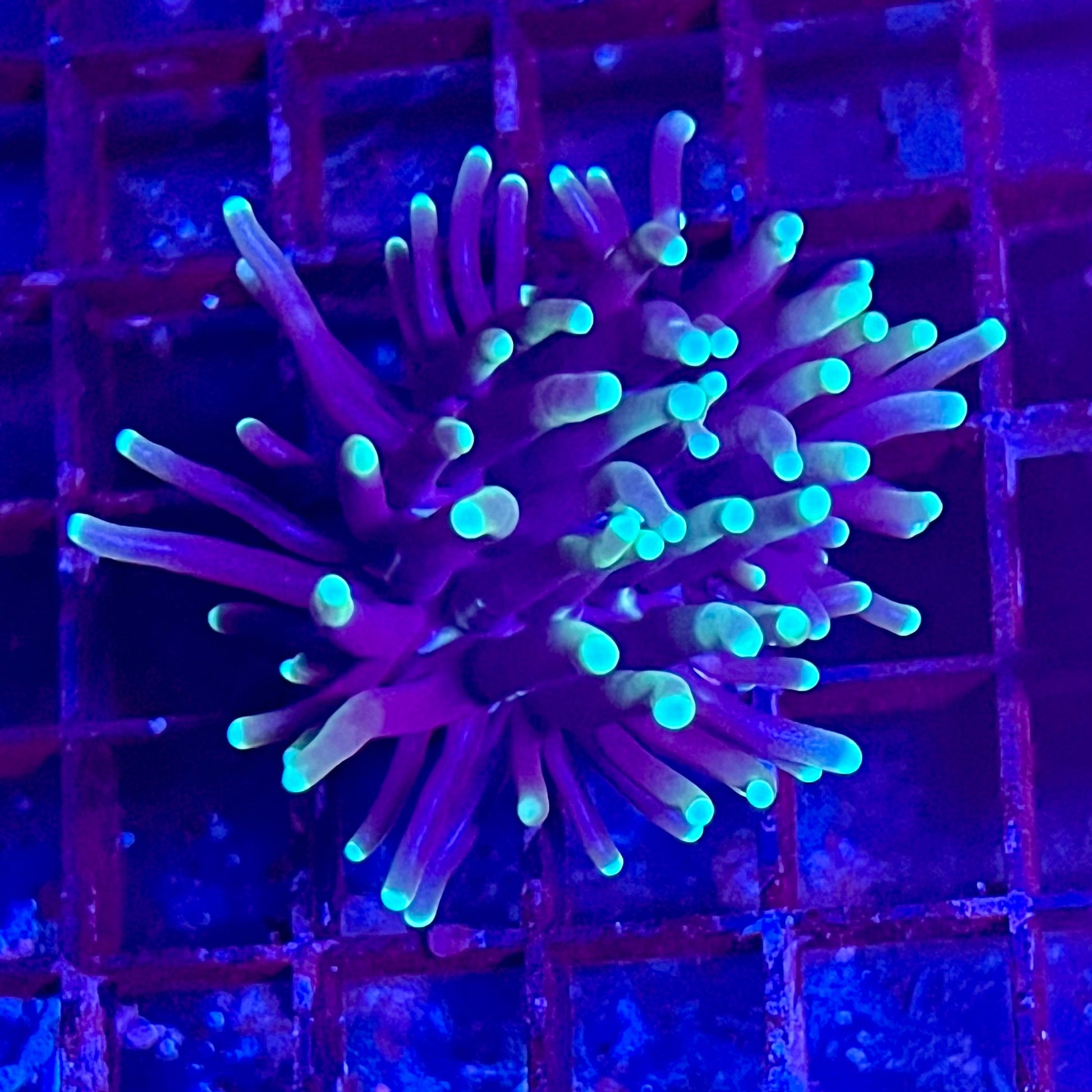 Gaslight Torch Coral