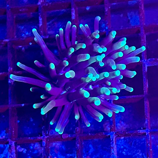 Gaslight Torch Coral