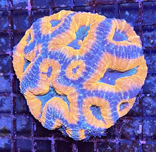 Extra Large Super Ultra Aussie Lobophyllia Coral