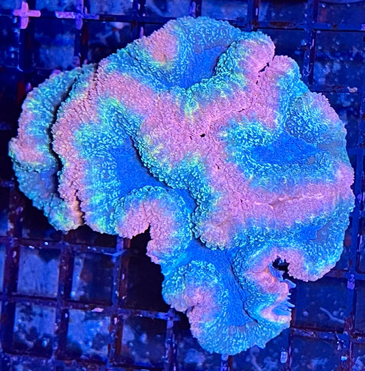 Extra Large Super Ultra Aussie Lobophyllia Coral