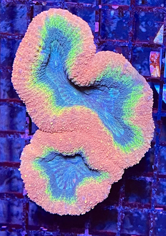 Extra Large Super Ultra Aussie Lobophyllia Coral