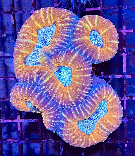 Extra Large Super Ultra Aussie Lobophyllia Coral