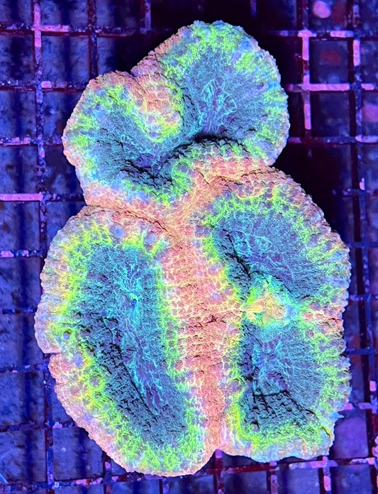 Extra Large Super Ultra Aussie Lobophyllia Coral