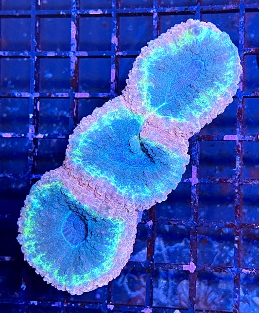 Extra Large Super Ultra Aussie Lobophyllia Coral