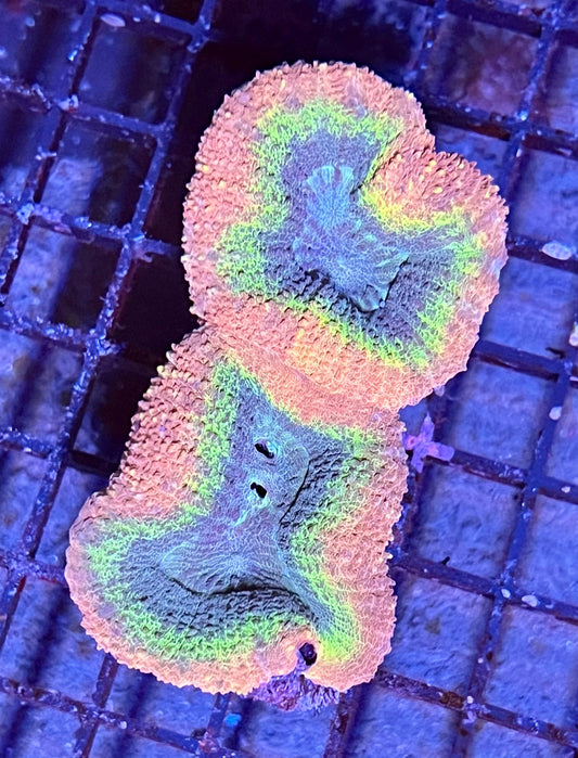 Extra Large Super Ultra Aussie Lobophyllia Coral