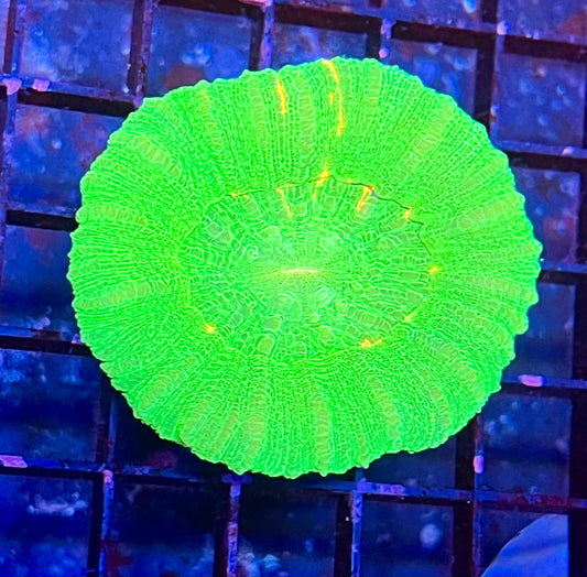 Extra Large Super Ultra Aussie Lobophyllia Coral