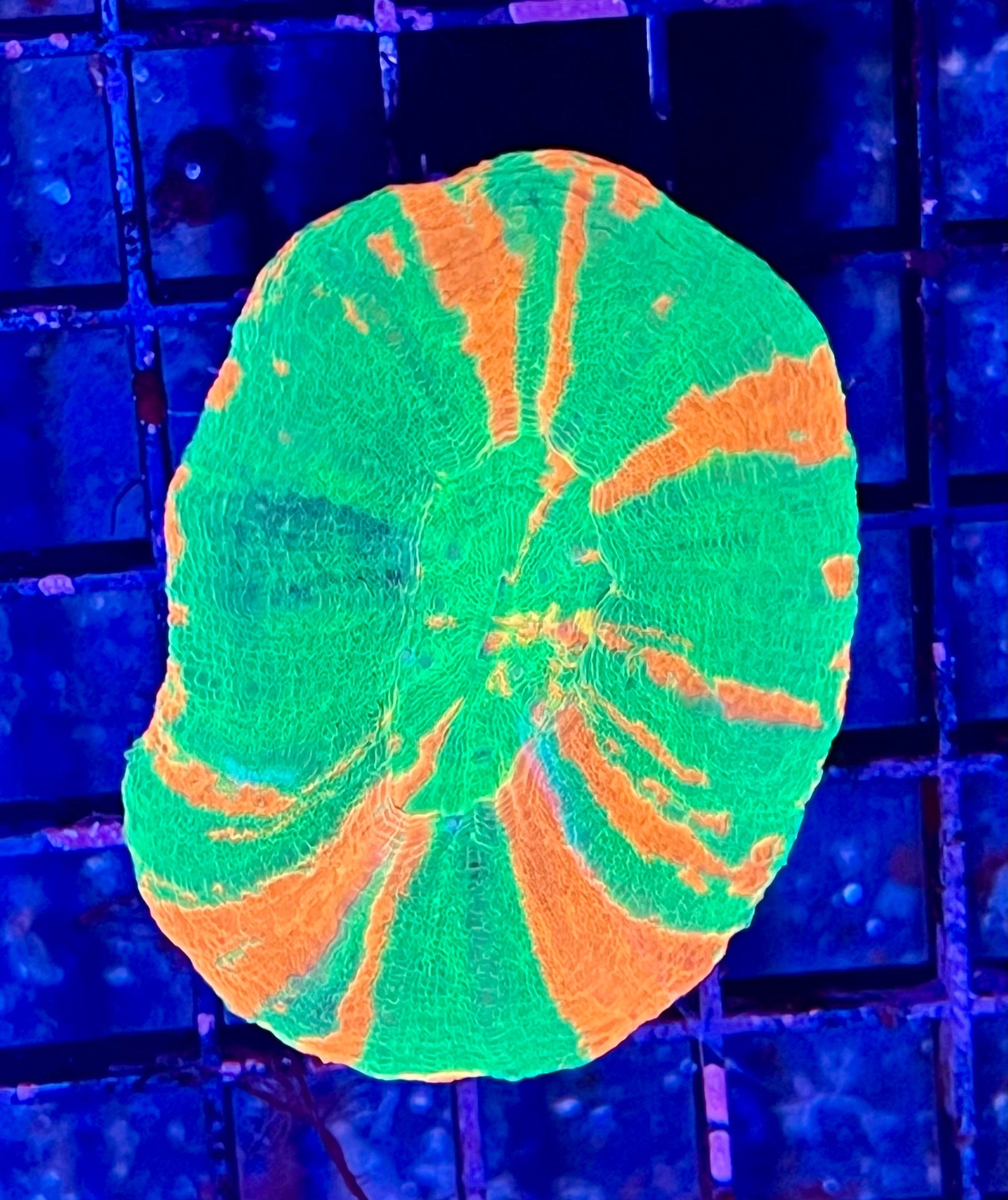 Large Ultra Aussie Scolymia Coral