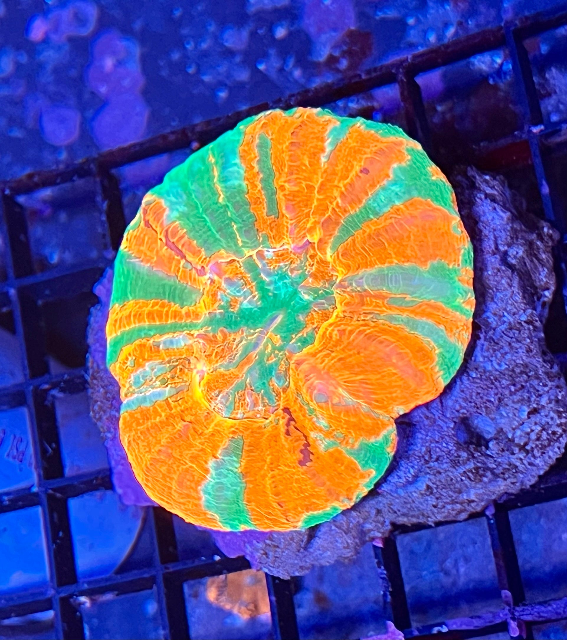 Large Ultra Aussie Scolymia Coral